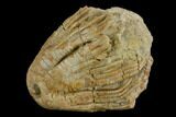 Fossil Crinoid (Zeacrinites) - Alabama #122397-1